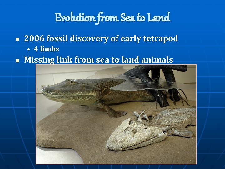 Evolution from Sea to Land n 2006 fossil discovery of early tetrapod • 4