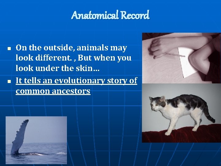 Anatomical Record n n On the outside, animals may look different. , But when