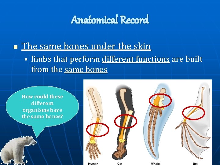 Anatomical Record n The same bones under the skin • limbs that perform different