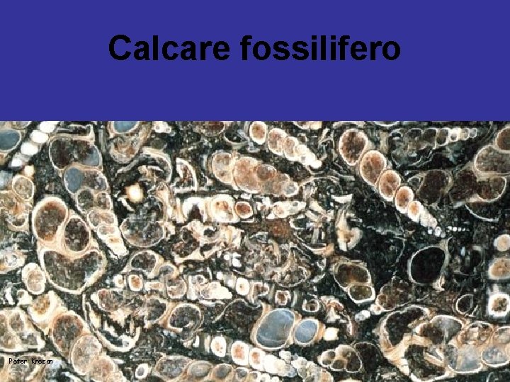 Calcare fossilifero Peter Kresan 