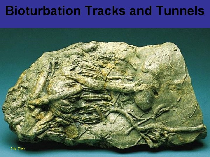 Bioturbation Tracks and Tunnels Chip Clark 