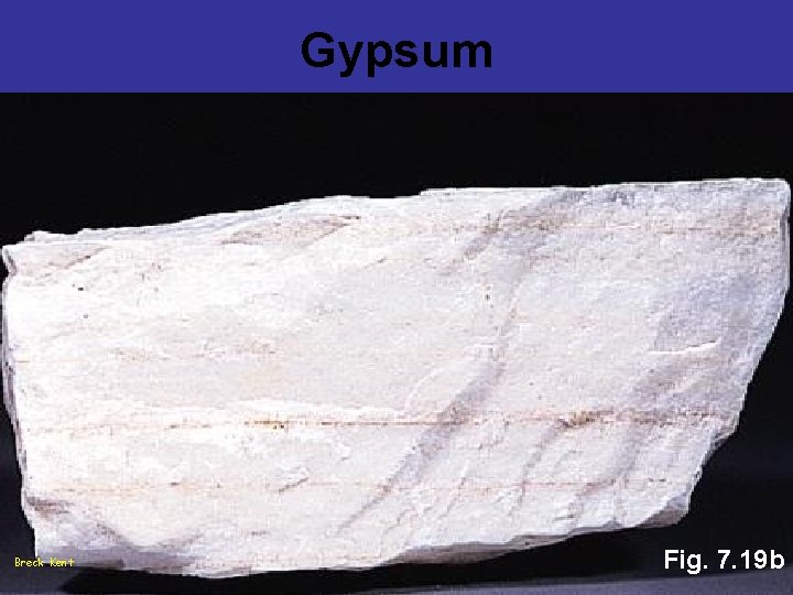 Gypsum Breck Kent Fig. 7. 19 b 