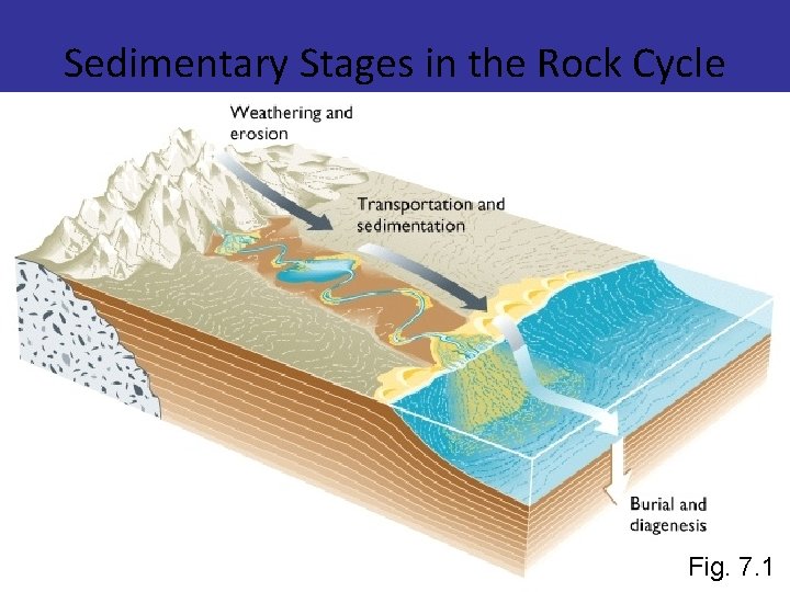 Sedimentary Stages in the Rock Cycle Fig. 7. 1 