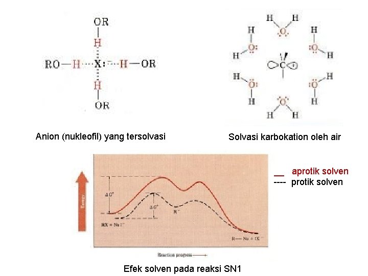 Anion (nukleofil) yang tersolvasi Solvasi karbokation oleh air __ aprotik solven ---- protik solven