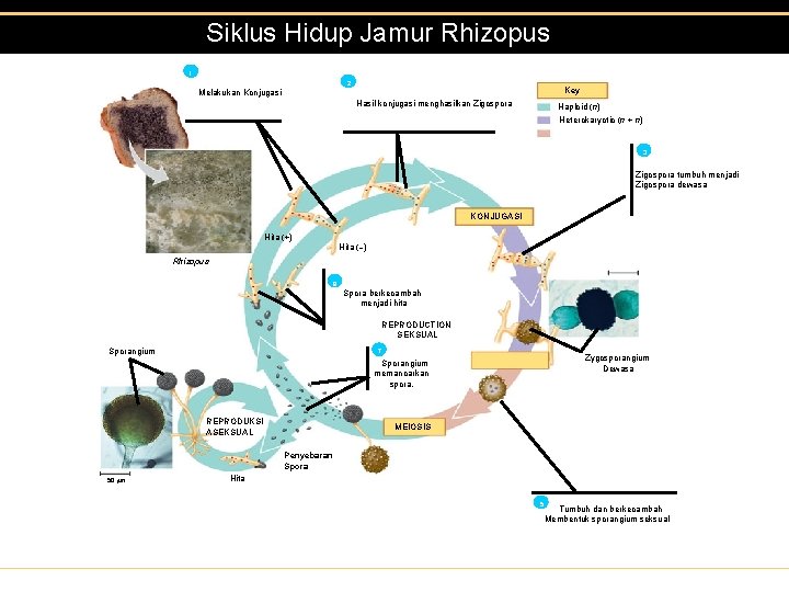 Siklus Hidup Jamur Rhizopus 1 2 Key Melakukan Konjugasi Hasil konjugasi menghasilkan Zigospora Haploid