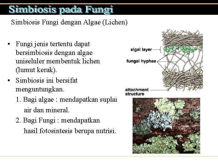 Simbiosis Fungi dengan Algae (Lichen) • Fungi jenis tertentu dapat bersimbiosis dengan algae uniseluler