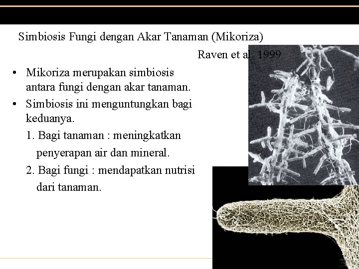 Simbiosis Fungi dengan Akar Tanaman (Mikoriza) Raven et al. 1999 • Mikoriza merupakan simbiosis