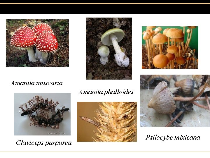 Amanita muscaria Amanita phalloides Claviceps purpurea Psilocybe mixicana 