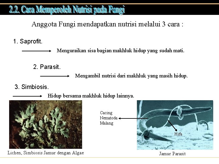 Anggota Fungi mendapatkan nutrisi melalui 3 cara : 1. Saprofit. Menguraikan sisa bagian makhluk