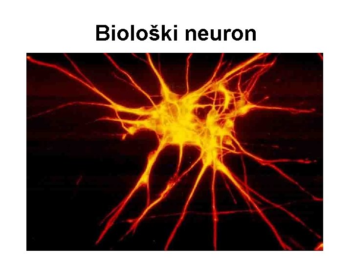 Biološki neuron 
