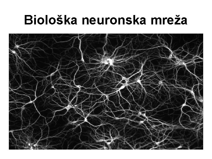 Biološka neuronska mreža 