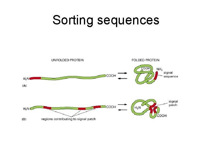 Sorting sequences 