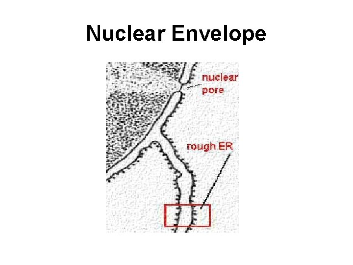 Nuclear Envelope 