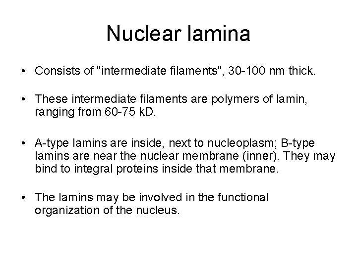 Nuclear lamina • Consists of "intermediate filaments", 30 -100 nm thick. • These intermediate