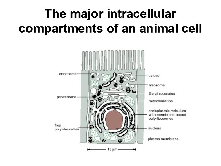 The major intracellular compartments of an animal cell 