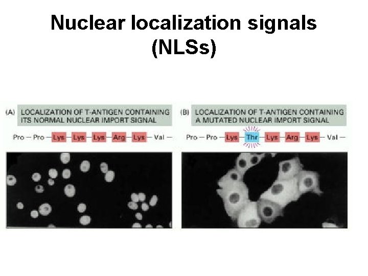 Nuclear localization signals (NLSs) 