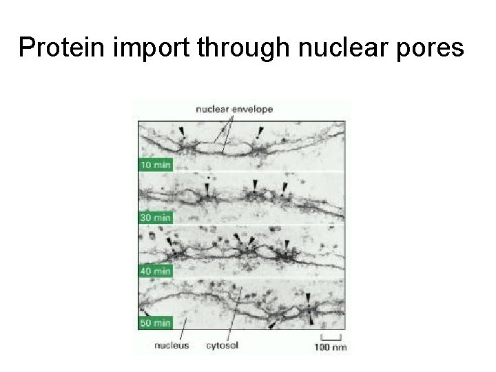 Protein import through nuclear pores 