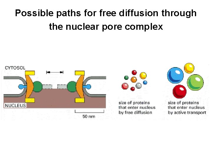 Possible paths for free diffusion through the nuclear pore complex 