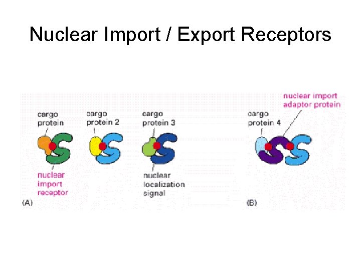 Nuclear Import / Export Receptors 