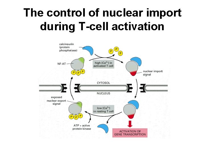 The control of nuclear import during T-cell activation 