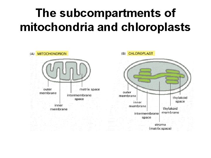 The subcompartments of mitochondria and chloroplasts 