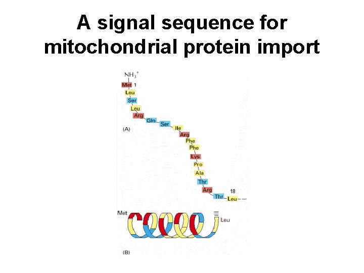 A signal sequence for mitochondrial protein import 