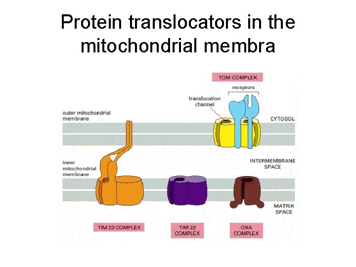 Protein translocators in the mitochondrial membra 