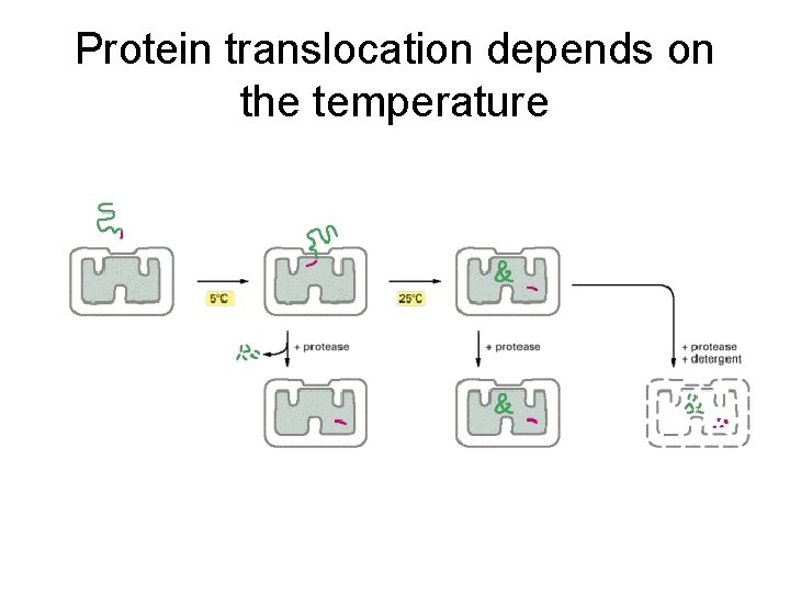 Protein translocation depends on the temperature 