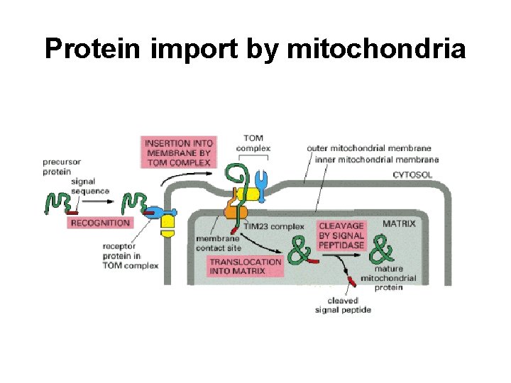 Protein import by mitochondria 