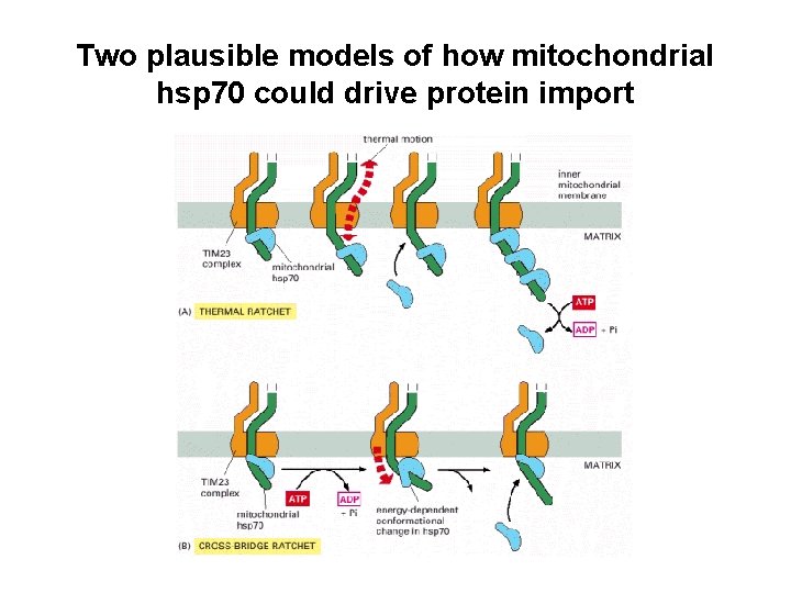 Two plausible models of how mitochondrial hsp 70 could drive protein import 