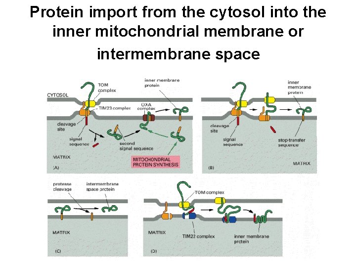 Protein import from the cytosol into the inner mitochondrial membrane or intermembrane space 