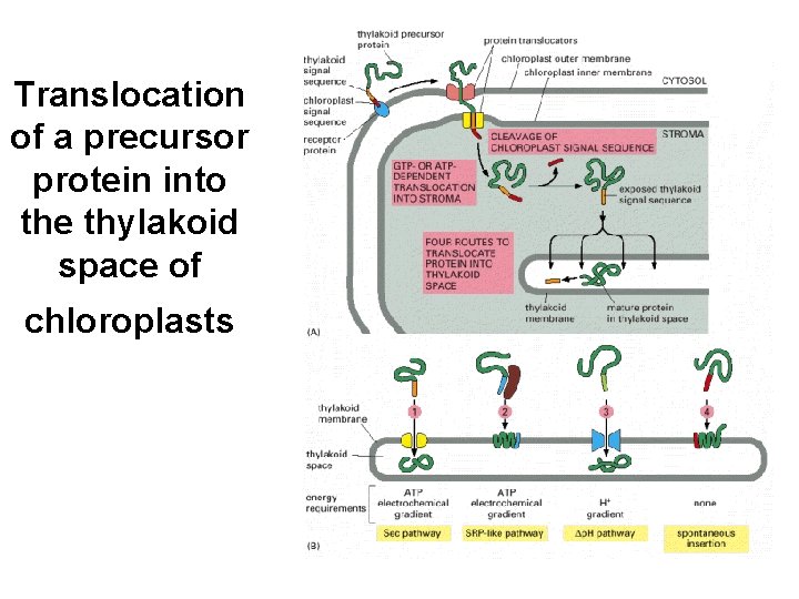 Translocation of a precursor protein into the thylakoid space of chloroplasts 