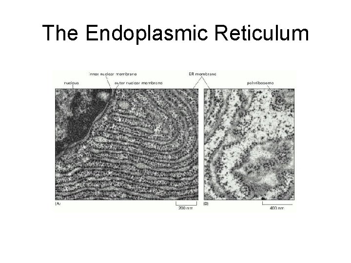 The Endoplasmic Reticulum 
