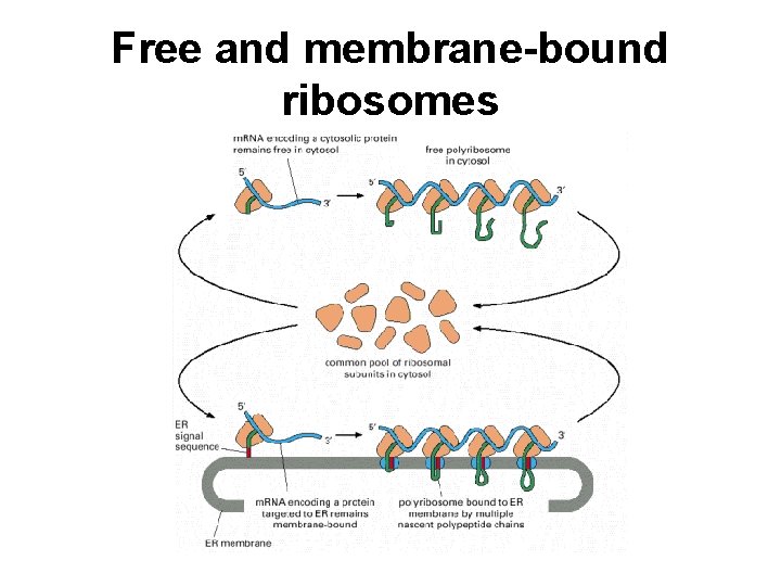 Free and membrane-bound ribosomes 