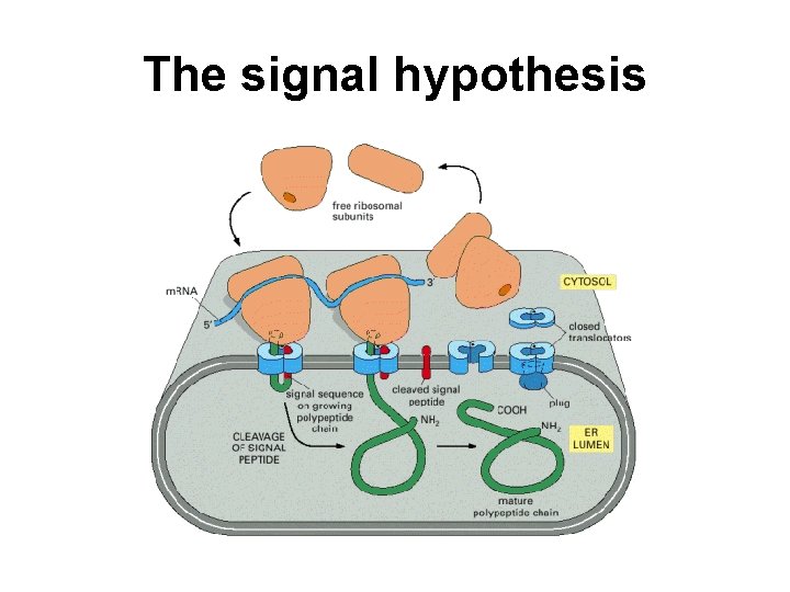 The signal hypothesis 