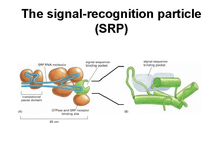 The signal-recognition particle (SRP) 