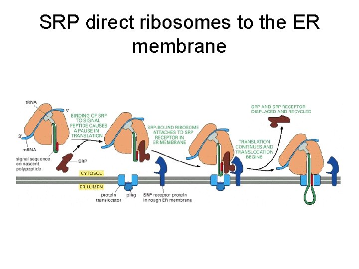 SRP direct ribosomes to the ER membrane 