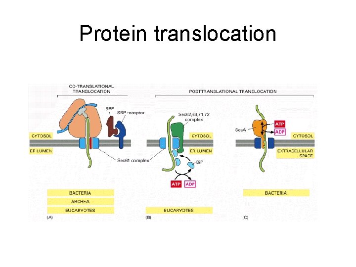 Protein translocation 