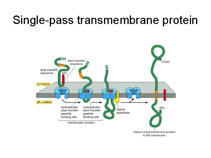 Single-pass transmembrane protein 