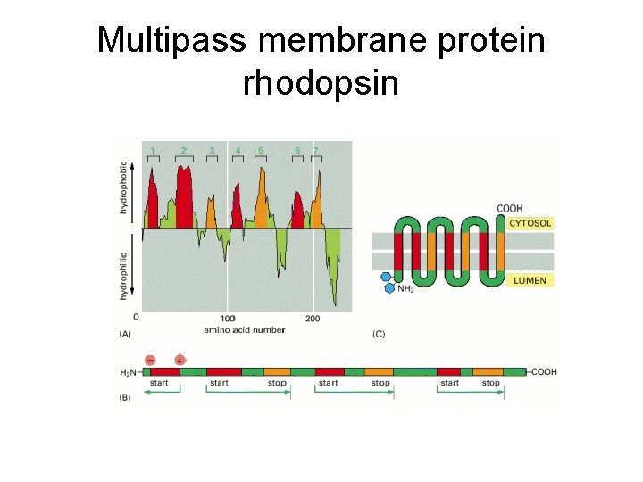 Multipass membrane protein rhodopsin 