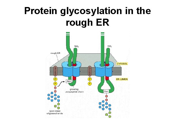 Protein glycosylation in the rough ER 