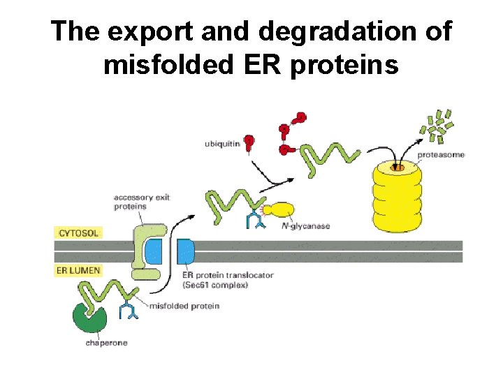The export and degradation of misfolded ER proteins 