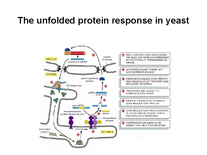 The unfolded protein response in yeast 