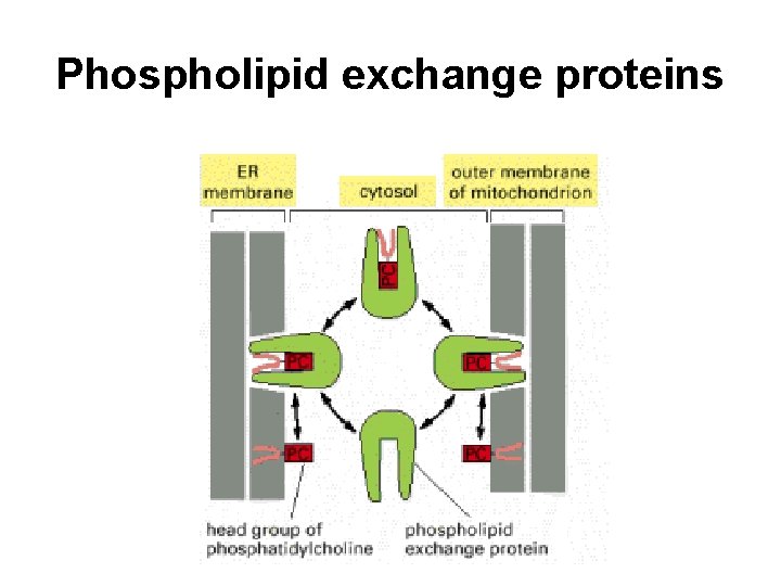 Phospholipid exchange proteins 