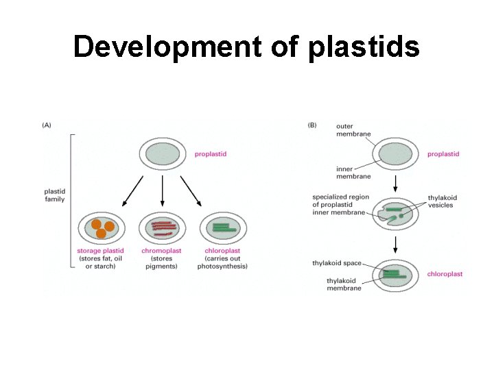 Development of plastids 