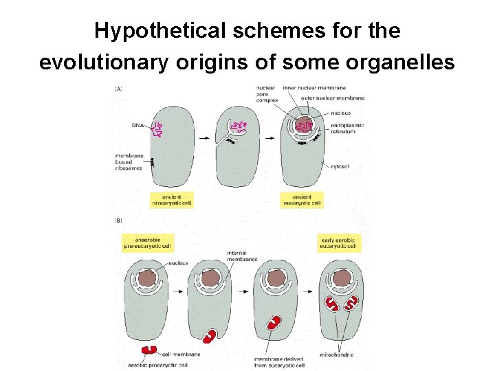 Hypothetical schemes for the evolutionary origins of some organelles 