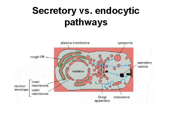 Secretory vs. endocytic pathways 