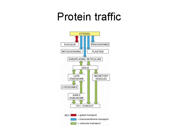 Protein traffic 