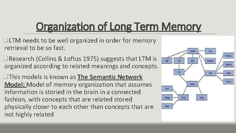 Organization of Long Term Memory q. LTM needs to be well organized in order