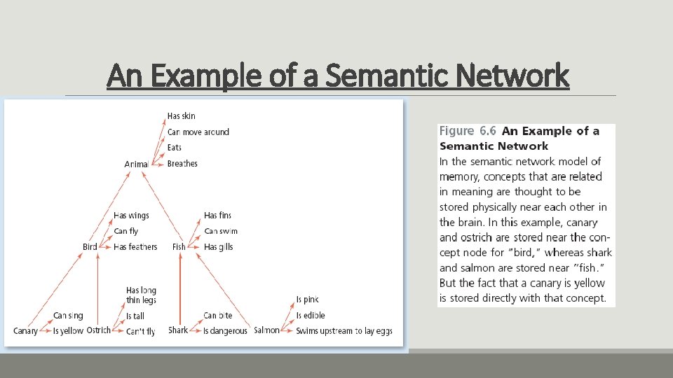 An Example of a Semantic Network 